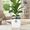 Fiddle Leaf Fig