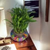Lucky bamboo 3 layer