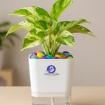 Money Plant Marble Queen