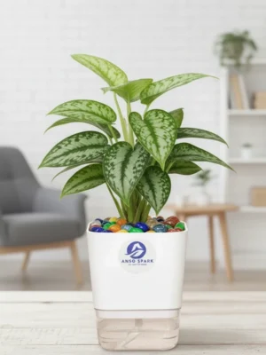 Pothos N'Joy