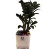 ZZ Plant