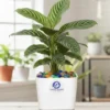 AphelandraSquarrosaGreenZebraPlant Green Zebra Plant