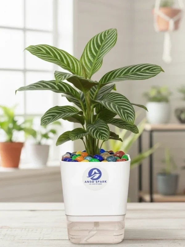 AphelandraSquarrosaGreenZebraPlant Green Zebra Plant