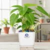 Philodendron Plant
