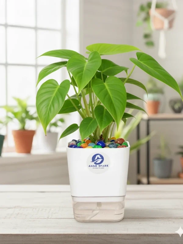 Philodendron Plant