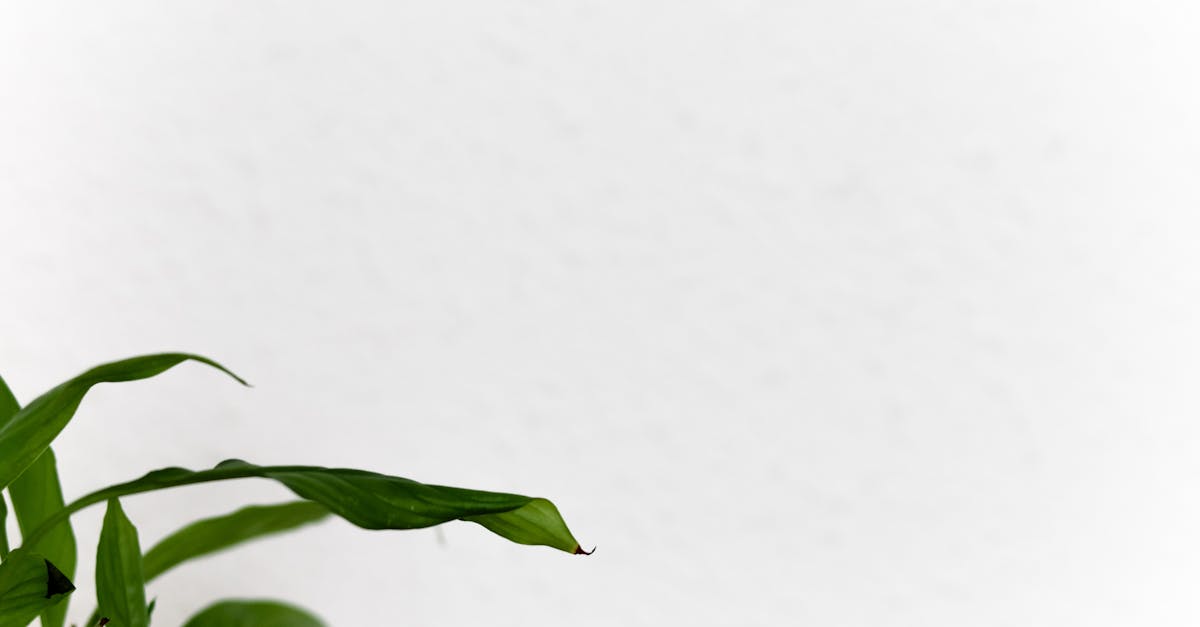 A simple and elegant image of green leaves against a white wall, providing ample copy space.